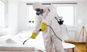 3-300x180 شركة تعقيم منازل بتبوك 0556570041