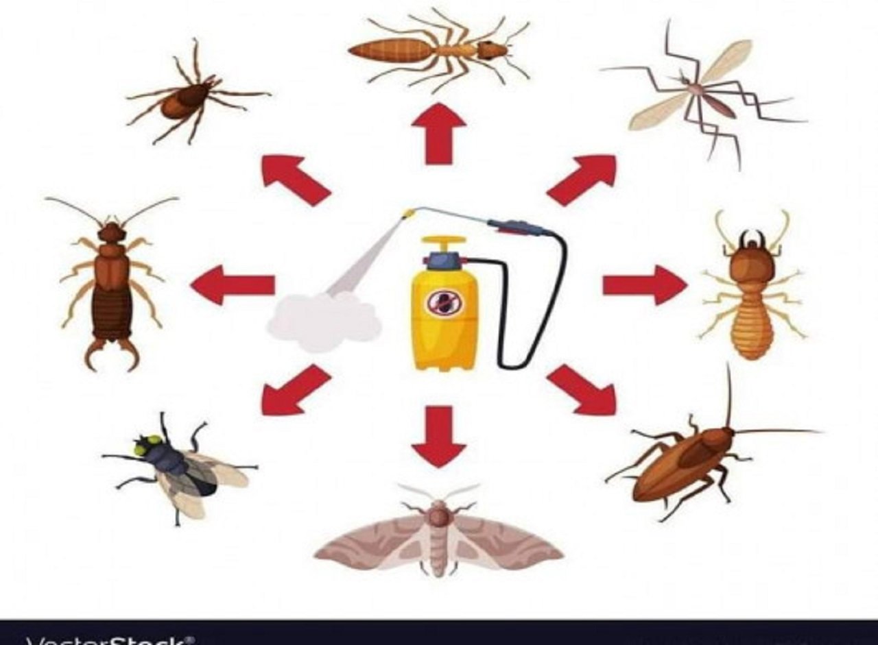 خدمة مكافحة الحشرات تيما